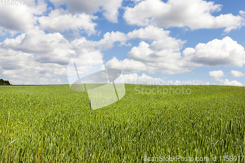 Image of green field