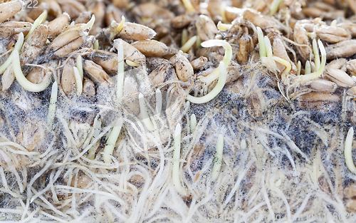 Image of wheat , close-up