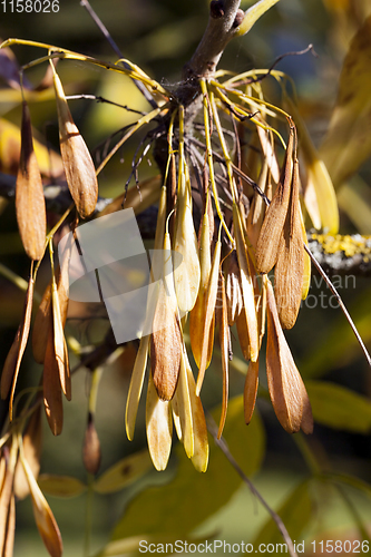 Image of ash seeds