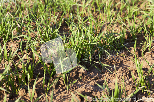 Image of growing green grass