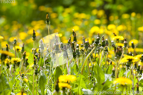 Image of yellow dandelion