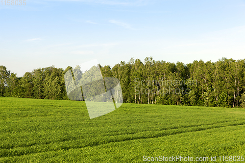 Image of beautiful green grass