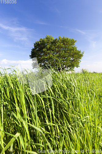 Image of green grass and oak