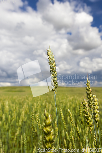 Image of green ears