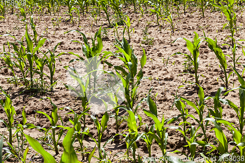 Image of green corn