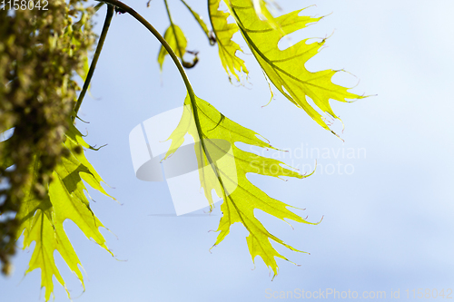 Image of green foliage of oak