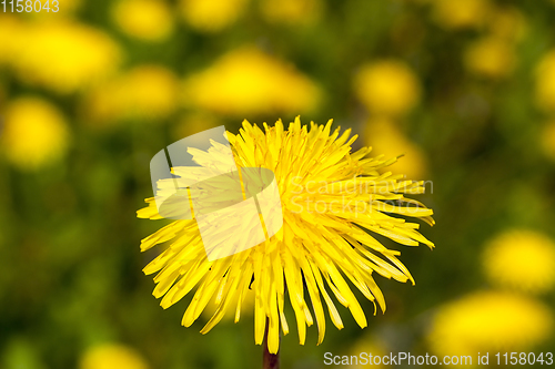 Image of one yellow dandelion