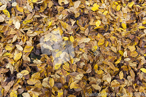 Image of wet foliage