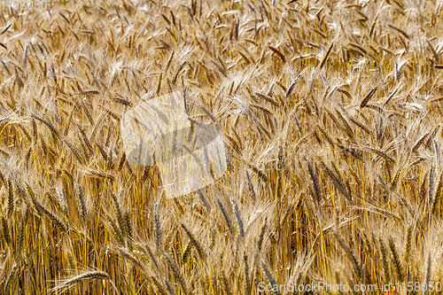 Image of rye field