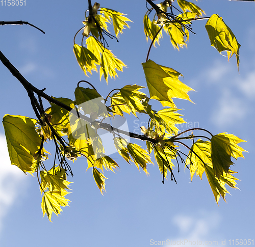 Image of details of spring nature