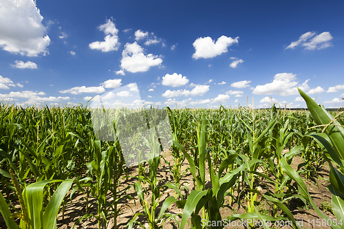 Image of high green corn