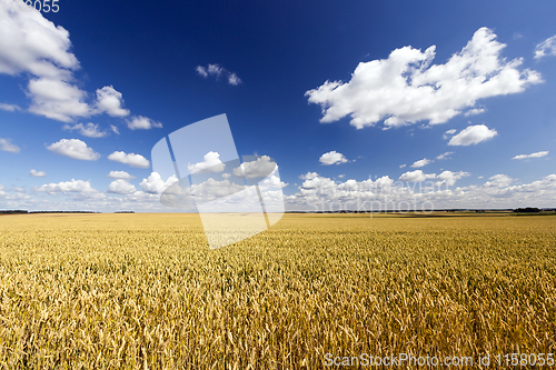 Image of sunlit landscape