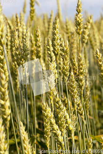 Image of green immature rye