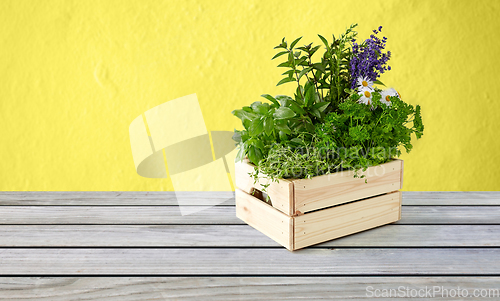 Image of green herbs and flowers in wooden box on table