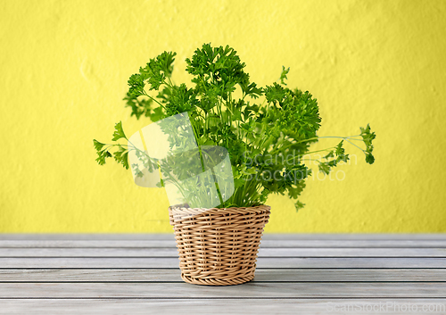 Image of green parsley herb in wicker basket on table