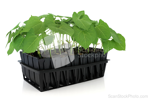 Image of Runner Bean Plants Growing in Root Trainer