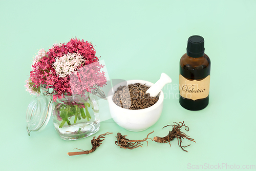 Image of Valerian Adaptogen Herb Root for Essential Oil Treatment