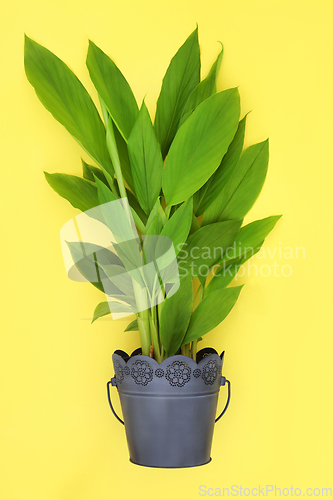 Image of Turmeric Healthy Spice Plant Growing in a Pot