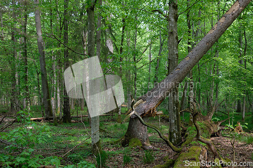 Image of Rich deciduous forest in springtime ligh