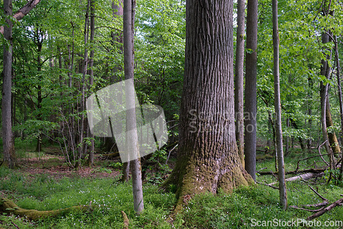 Image of Rich deciduous forest in springtime light