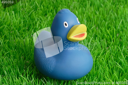 Image of Rubber duck