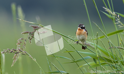 Image of Whinchat(Saxicola rubetra )sitting on blade of grass