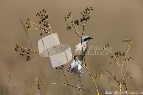 Image of Red-backed Shrike (Lanius collurio) male perching