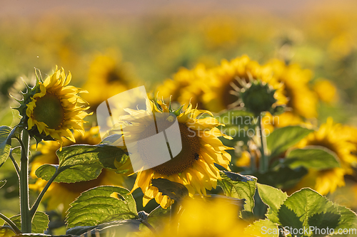 Image of Ripe sunflower field in summertime morning
