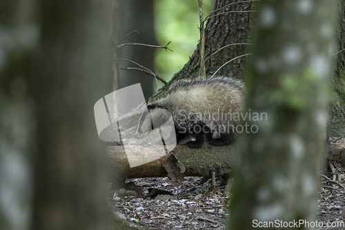 Image of Badger(Meles meles) next to stump