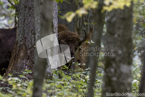 Image of European bison(Bison bonasus) male head