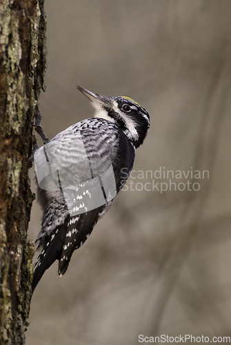 Image of Eurasian Three-toed woodpecker (Picoides tridactylus) close up