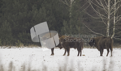 Image of Group of European Bison(Bison bonasus) in winter