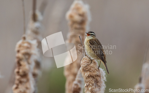 Image of Sedge warbler (Acrocephalus schoenobaenus) on reed