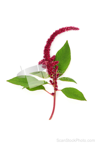 Image of Amaranthus Plant with Red Flower Amaranth Seed