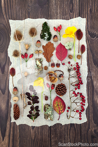 Image of Autumn Nature Study with Flora Fauna and Fruit