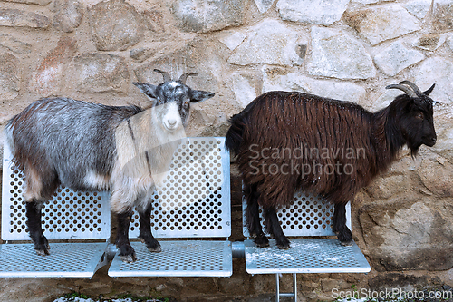 Image of cute goats on metallic bench