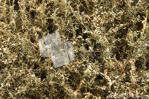 Image of damage made by box tree moth on foliage