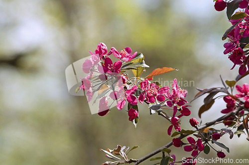 Image of japanese cherry in bloom