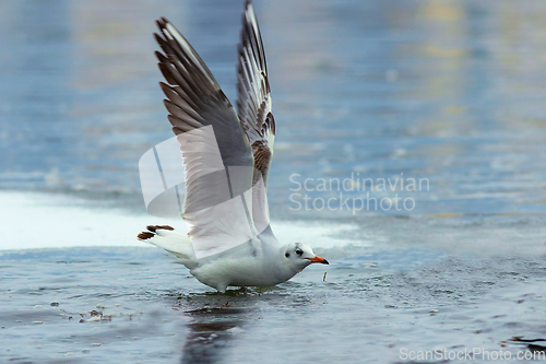 Image of juvenile black headed gull