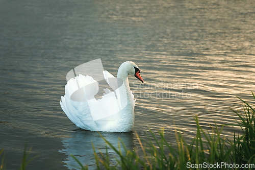 Image of white swan on lake at dawn