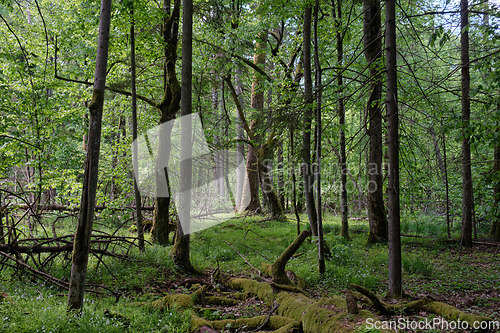 Image of Rich deciduous forest in springtime light