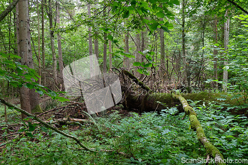 Image of Partly declined broken oak roots