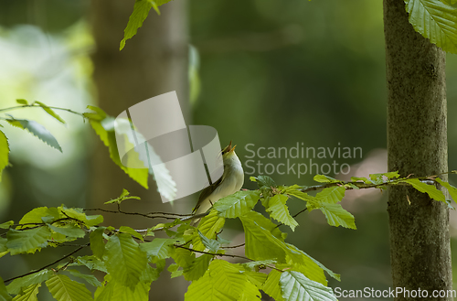 Image of Wood Warbler(Rhadina sibilatrix) calling on hornbeam branch