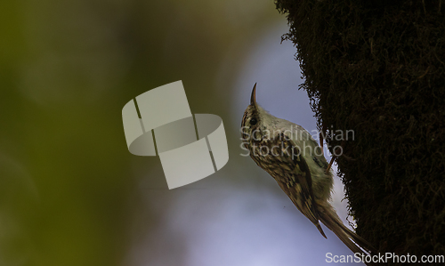 Image of Tree cripeer (Certhia familiaris) closeup with fuzzy background