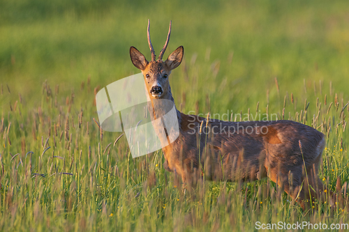 Image of Roe Deer(Capreolus capreolus) male in spring