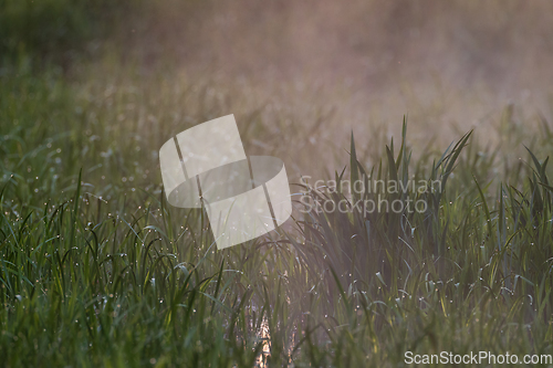 Image of Mist over grass and reed