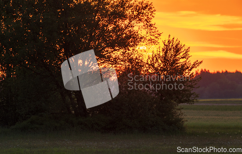 Image of Vivid susnset with trees in foreground