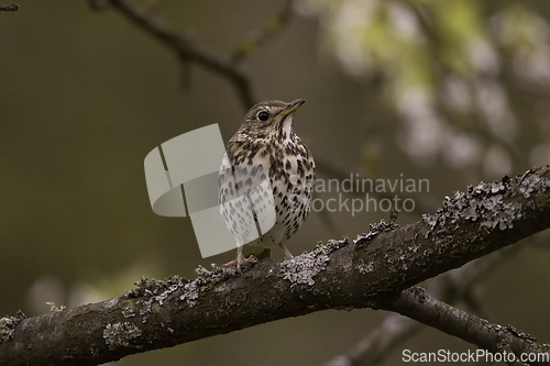 Image of Song thrush (Turdus philomelos) in spring
