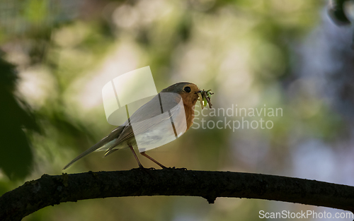 Image of European robin (Erithacus rubecula) holding prey