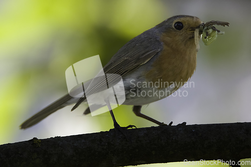 Image of European robin (Erithacus rubecula) holding prey